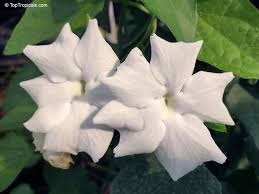 Image result for Thunbergia reticulata
