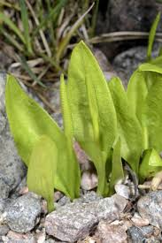 Image result for Ophioglossum gomezianum