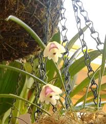 Image result for Polystachya vulcanica