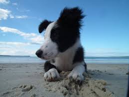 Find photos of border collie puppy. Puppies Border Collie Fan Club