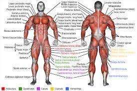 Selected major muscle names pronounced and translated. Learn Muscle Names Weight Training Guide