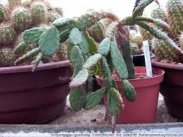 Christmas cactus decorations are cute but can be expensive to purchase. Schlumbergera Gardeners Corner The Friendly Gardening Forum