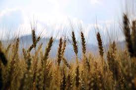Comment l'alimentation peut améliorer ou contrôler les symptômes de la maladie de crohn ? Gluten Mais Qui Es Tu Because Gus