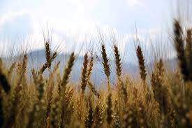 Voir les synonymes de rouille classés par nombre de lettres. Gluten Mais Qui Es Tu Because Gus