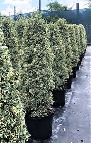 Image result for Ficus triangularis