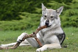 This expression is the title and inspiration for james gnam's solo act. Saarloos Tchecoslovaque Entre Chien Et Loup