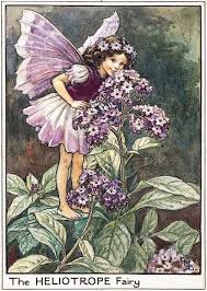 The Flower Fairies Illustrations Fairy Illustration Flower Fairies Fairy Pictures