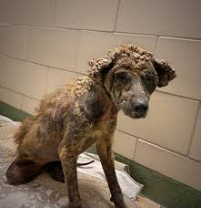 An Extreme Case of Sarcoptic Mange If you follow news about dogs, you know  what an extreme case of mange looks like. More common to strays, neglected  or abused animals, mange is