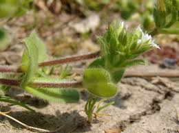 Image result for Cerastium afromontanum