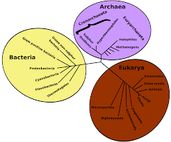Download File Tree Of Life Svg Wikimedia Commons