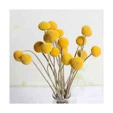 Rust, pink, red, brown (chocolate), basil green, yellow, blue. Mama 30pcs Dried Craspedia Flowers Billy Button Balls Flowers Fake Silk Yellow Flower Buy At A Low Prices On Joom E Commerce Platform