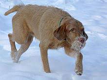 We did not find results for: Wirehaired Vizsla Wikipedia