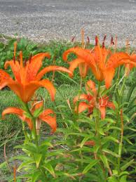 Lily leaf beetles primarily feed on true lilies from the genus lilium. How To Spot Which Lilies Are Dangerous To Cats Plan Treatment Aspcapro