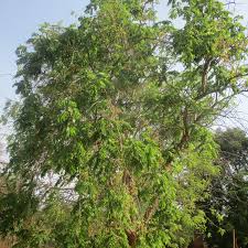 Image result for Xeroderris stuhlmannii