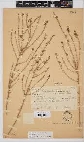Image result for Eriocephalus microphyllus