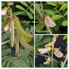 Image result for Tephrosia villosa