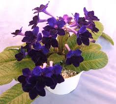 Image result for Streptocarpus milanjianus