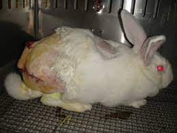 I believe that is the case and if so it is an unhappy reflection on. Ten Facts About Animal Testing Crimes Of Fashion