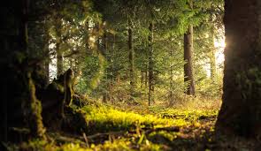 Share this article buzzfeed daily. 10 Ways To Reduce Your Hidden Carbon Impact