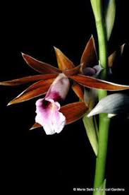 Image result for Phaius mannii