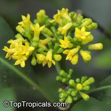 Image result for Psychotria capensis