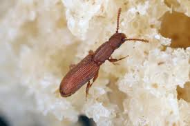 Foreign grain beetle is a small brown beetle, about 2 mm in length. Different Species Of Grain Beetle And Grain Beetle Control Pest Wiki
