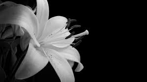 Check spelling or type a new query. Black And White Flowers Wallpaper 2560x1440 51490