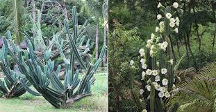 Image result for Cereus jamacaru