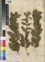 Image result for Cephalocroton mollis