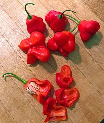 Image result for Capsicum baccatum