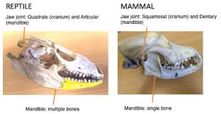 The bbc's 'the day the dinosaurs died' sees scientists investigating the mystery of the extinction of the dinosaurs. Monotreme Ears And The Evolution Of Mammal Jaws The Node