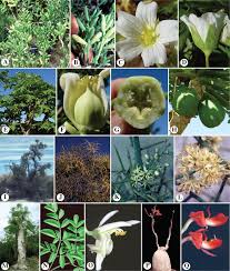 Image result for Geigeria schinzii