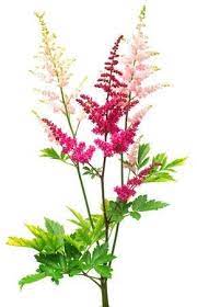 Beautiful Bouquet Of Red And Pink Astilbe Flowers Isolated On Flowers Beautiful Bouquet Astilbe