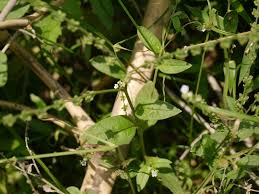 Image result for Cynoglossum lanceolatum