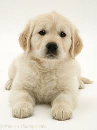 Dog Golden Retriever Puppy Photo Retriever Puppy Puppies White Golden Retriever Puppy
