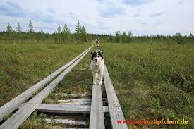 Dann scheinen das wohl eher die polen zu sein, die das nicht wollen und nicht die russen (zumal die russen ja auch niemandem verbieten können, was man auf polnischem gebiet macht). Https Www Xn Reisezpfchen Lcb De Grenzerfahrungen