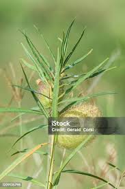 Image result for Gomphocarpus kaessneri