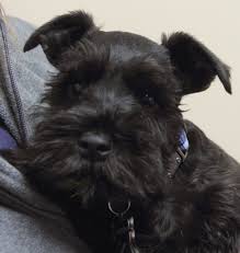 Black And White Parti Mini Schnauzer Willow Creek Animal Hospital Schnauzer Breed Schnauzer Miniature Schnauzer
