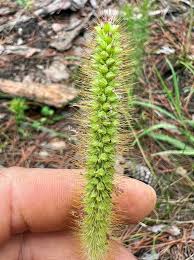 Image result for Setaria parviflora
