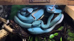Contribute to spf13/viper development by creating an account on github. Blue Vipers And More Youtube