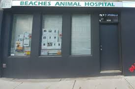 This is the best vet that i have been to. About Us Beaches Animal Hospital Toronto On Veterinarian