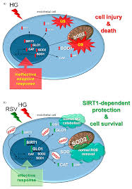 Expert recommended top 3 pest control companies in birmingham, alabama. Antioxidants Free Full Text Sirt1 Dependent Upregulation Of Antiglycative Defense In Huvecs Is Essential For Resveratrol Protection Against High Glucose Stress Html