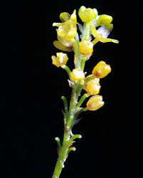 Image result for Microglossa densiflora