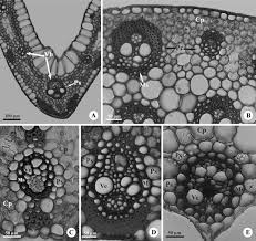 Image result for Lipocarpha rehmannii