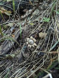 Image result for Geastrum triplex