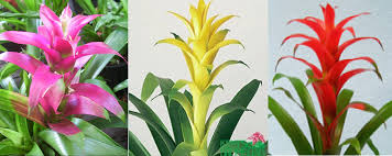 For best flowering plant in full sun, plumbago can take light or partial shade. Guzmania Bromeliads In Miami Beach Fl Miami Beach Flowers