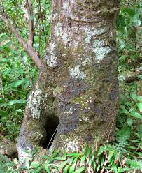 Image result for Aleurites