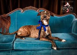 Adopt a dog or cat. Florida Big Dog Rescue Tampa Bay Florida