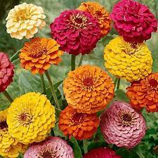 Pin On Flower Seeds