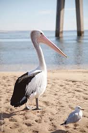 A Pelican And A Seagull Stand On A Beach By Natalie Jeffcott Coastal Birds Animals Animals Beautiful